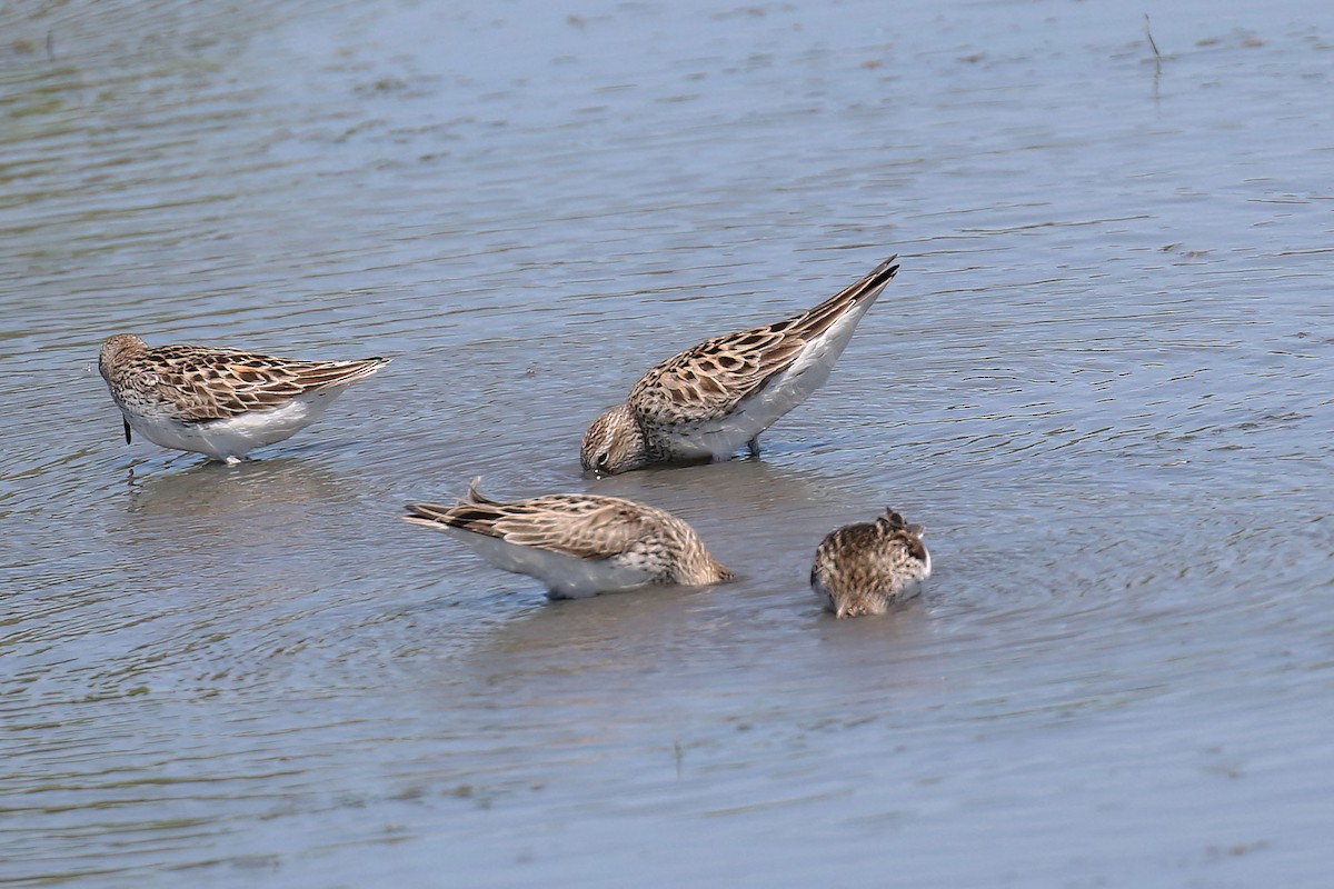 White-rumped Sandpiper - ML619548360