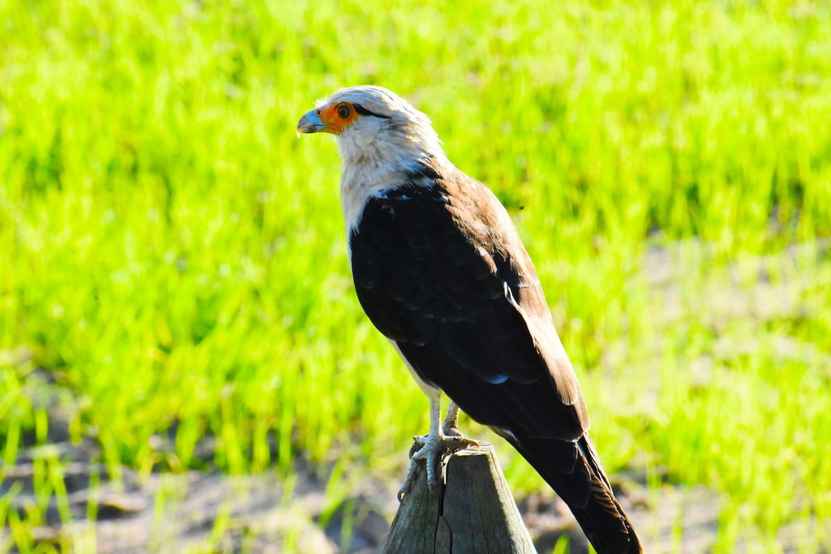 Yellow-headed Caracara - Ricardo Gómez Samaniego