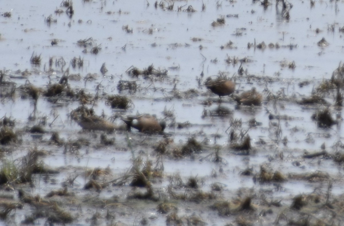 Blue-winged Teal - Anonymous