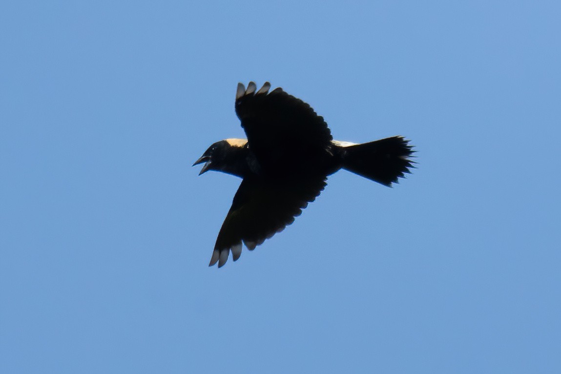 Bobolink - Mitch (Michel) Doucet