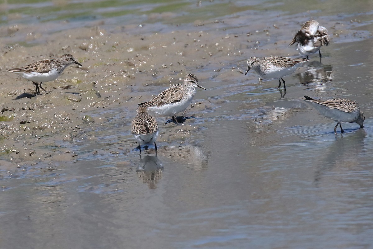 Semipalmated Sandpiper - Kyle Gage