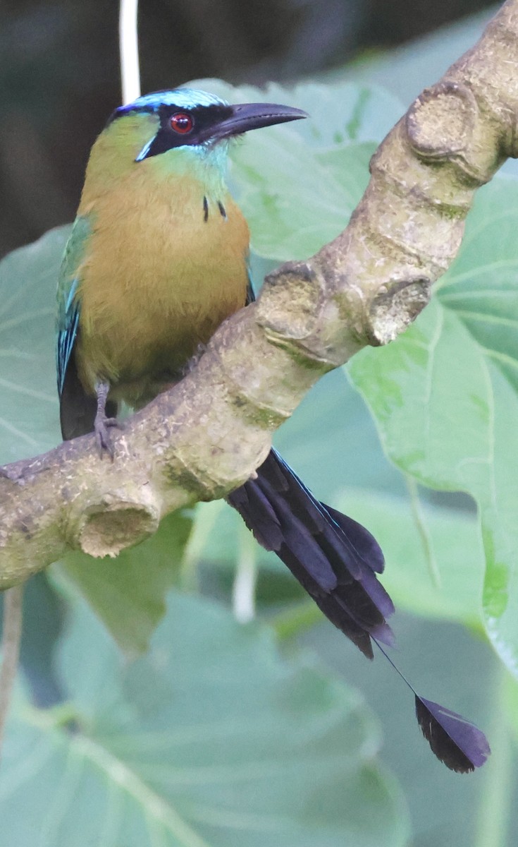 Lesson's Motmot - Debbie Crowley