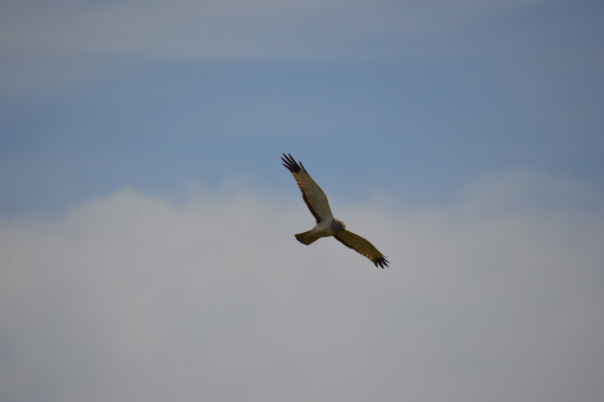 Northern Harrier - Corinna Rostrom