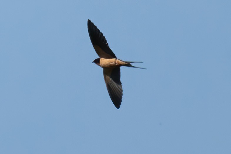 Barn Swallow - Mitch (Michel) Doucet