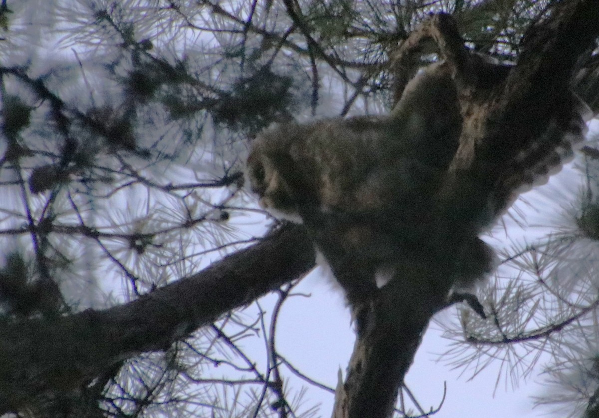 Barred Owl - Betty Thomas