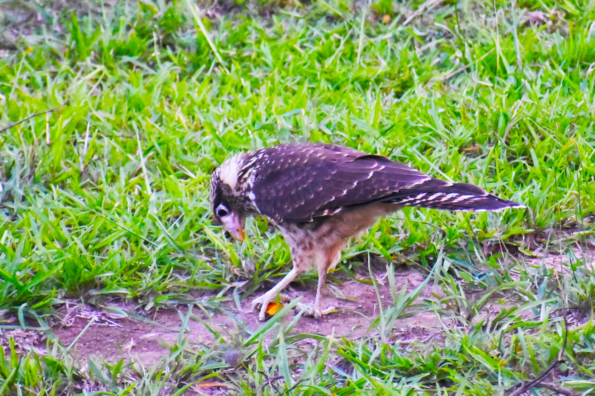 Yellow-headed Caracara - Ricardo Gómez Samaniego