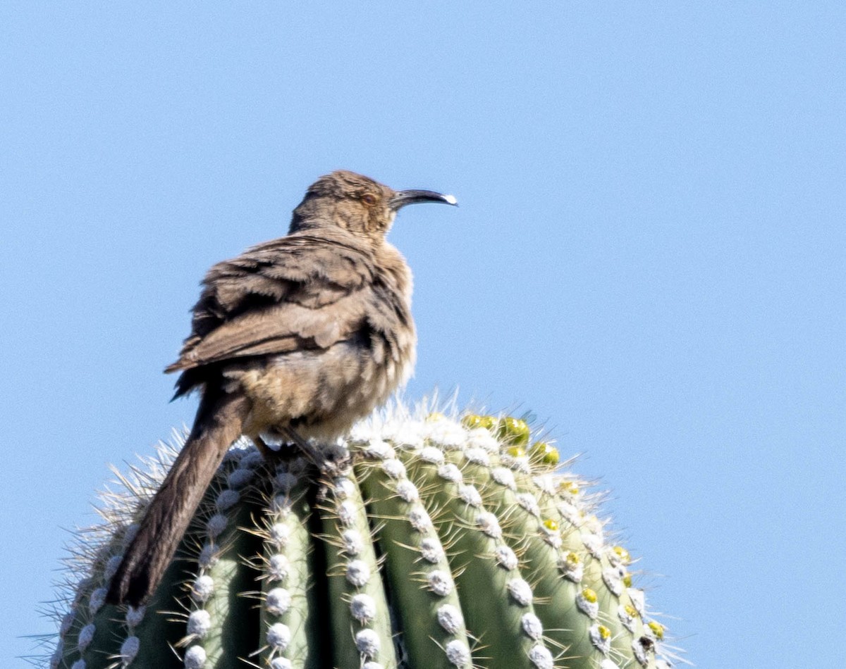 Curve-billed Thrasher - Allan Spradling