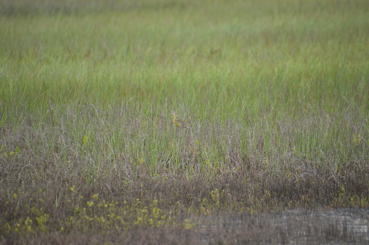 Eastern Meadowlark - Corinna Rostrom