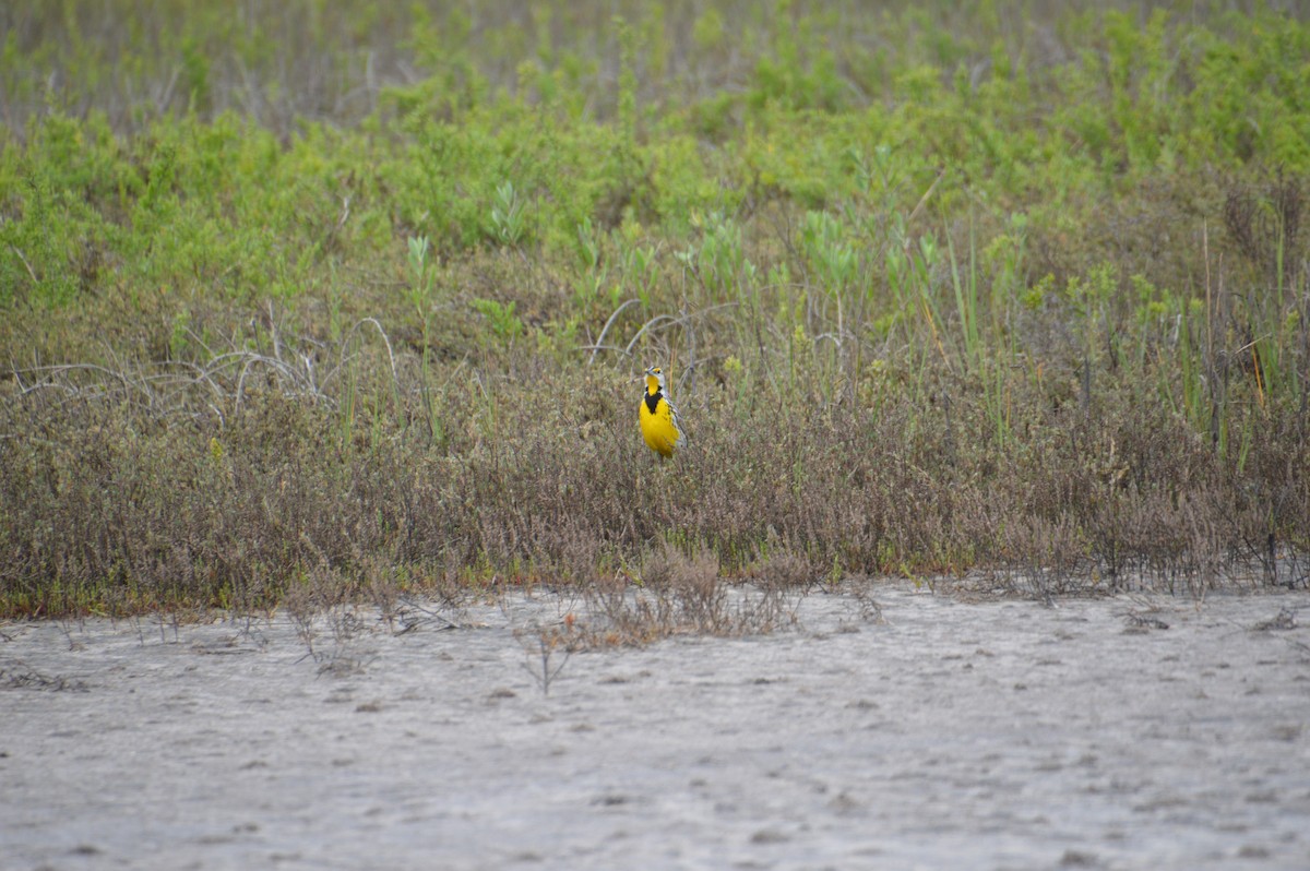 Eastern Meadowlark - Corinna Rostrom