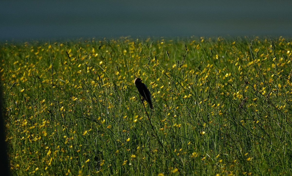 Bobolink - Betty Beckham