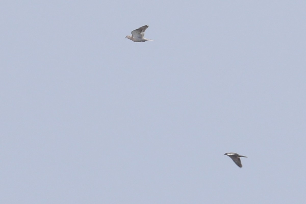 Eurasian Collared-Dove - Jack McDonough