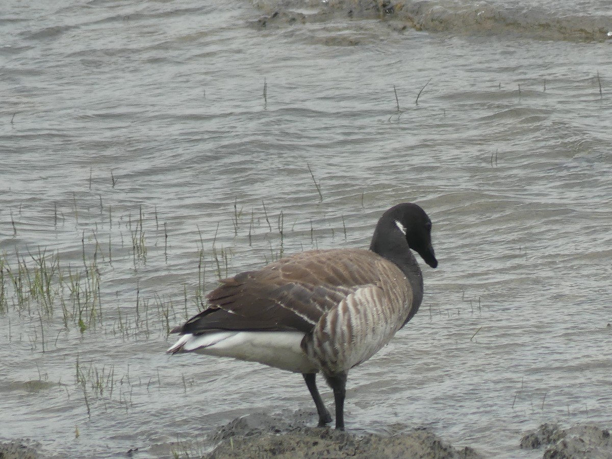 Brant - ML619548408