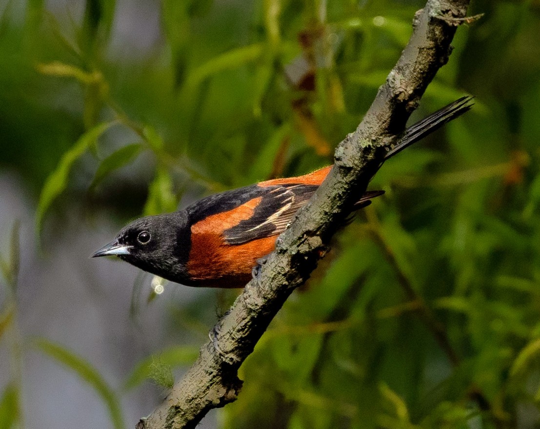 Orchard Oriole - Rick Simpson