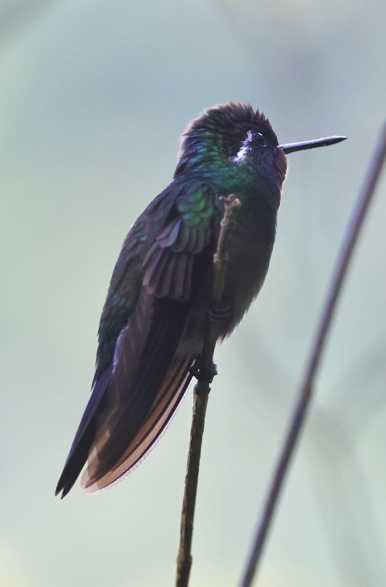 Stripe-tailed Hummingbird - Debbie Crowley