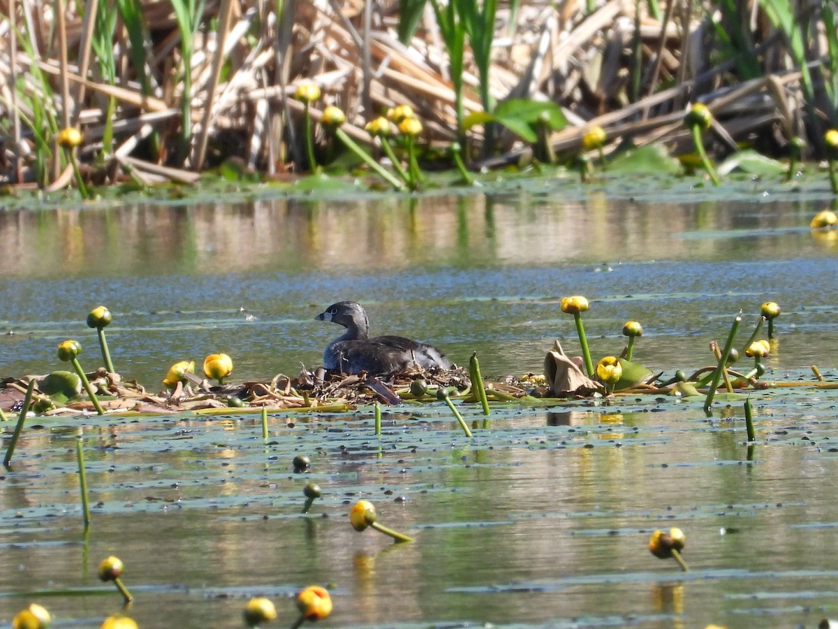 Pied-billed Grebe - L Falardeau