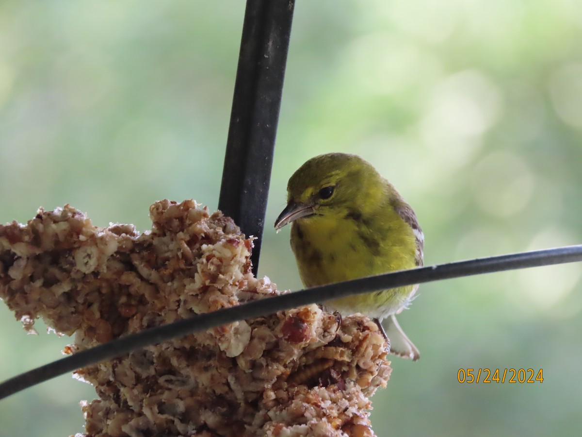 Pine Warbler - Susan Leake