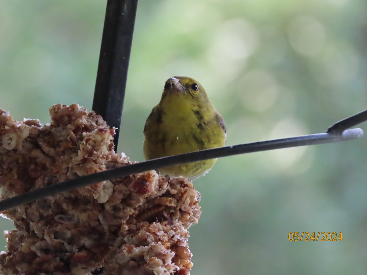 Pine Warbler - Susan Leake