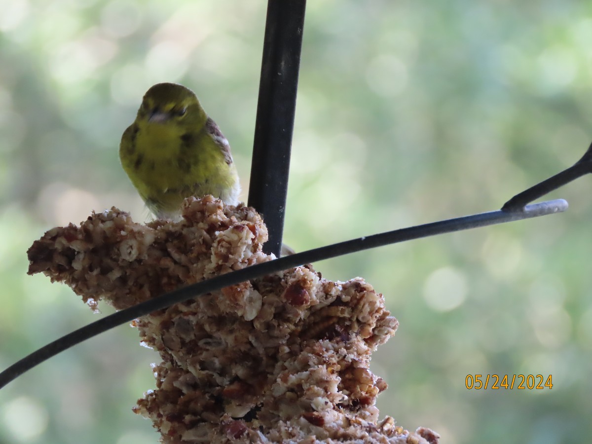 Pine Warbler - Susan Leake