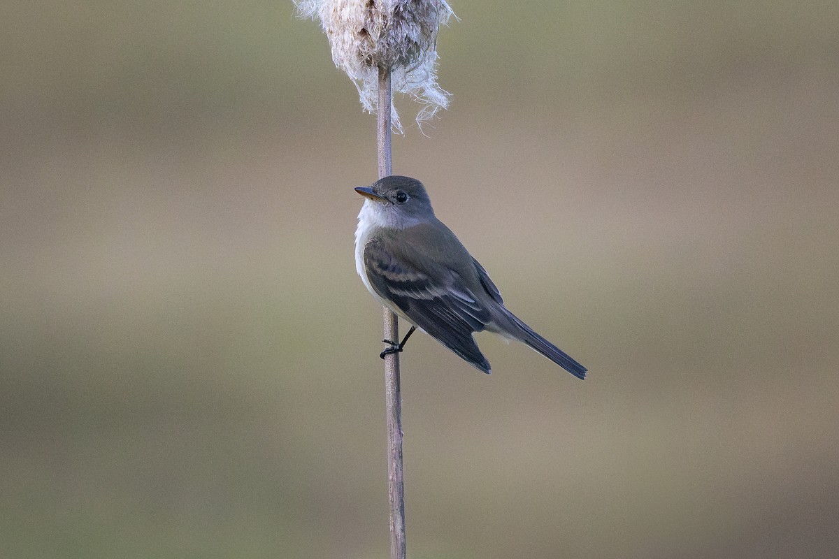 Willow Flycatcher - Joel Bookhammer