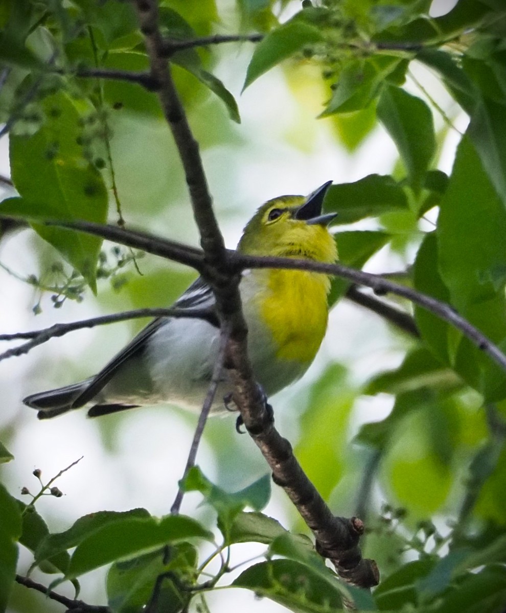 Yellow-throated Vireo - Dick Cartwright