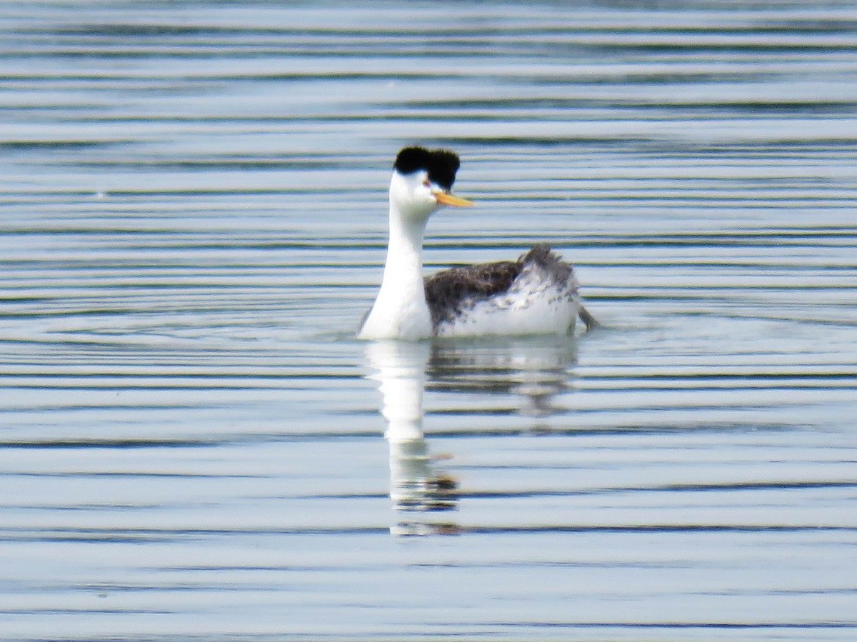 Clark's Grebe - Hendrik Herlyn