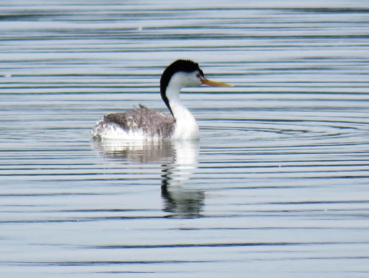 Clark's Grebe - Hendrik Herlyn