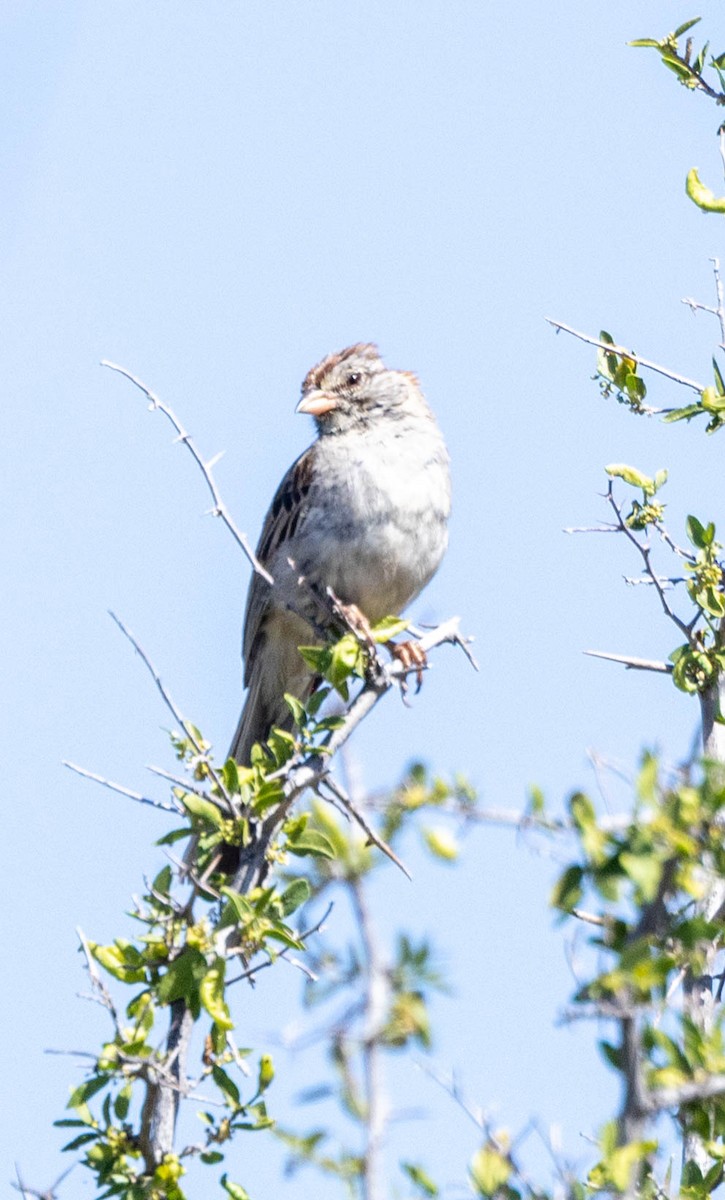 Rufous-winged Sparrow - Allan Spradling