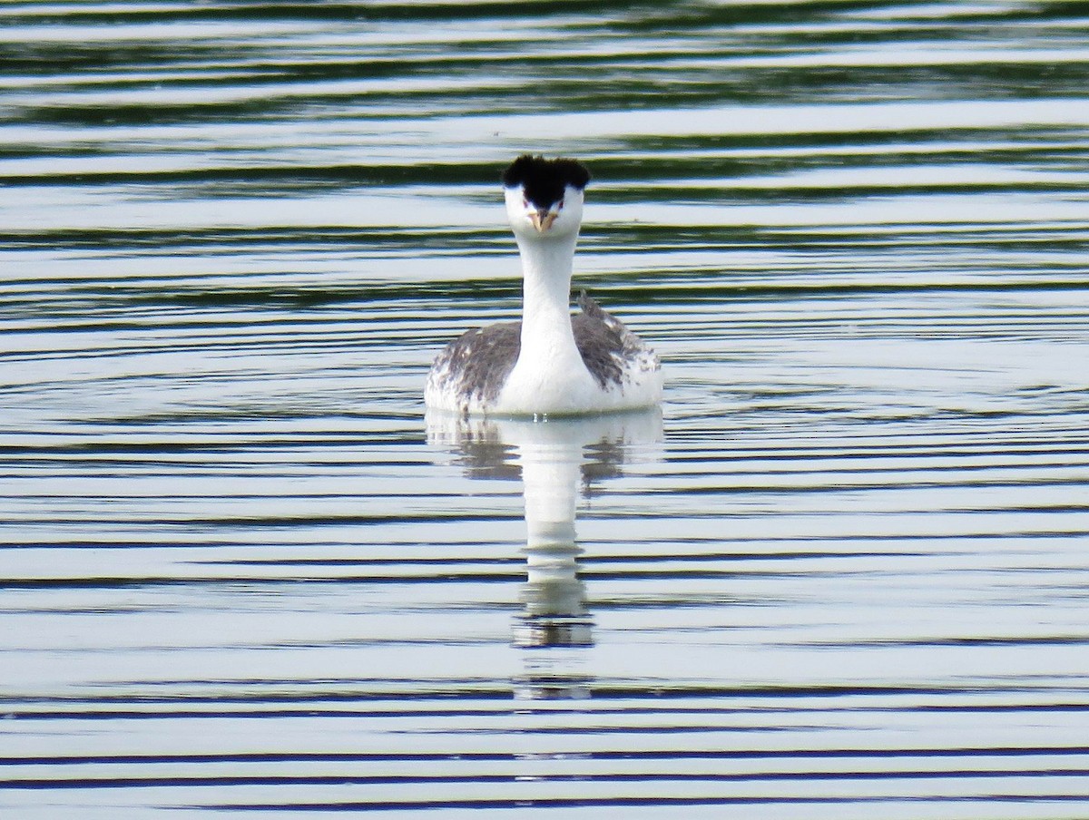 Clark's Grebe - Hendrik Herlyn