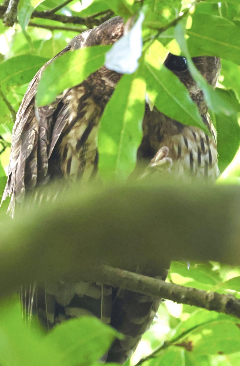 Mottled Owl - Debbie Crowley