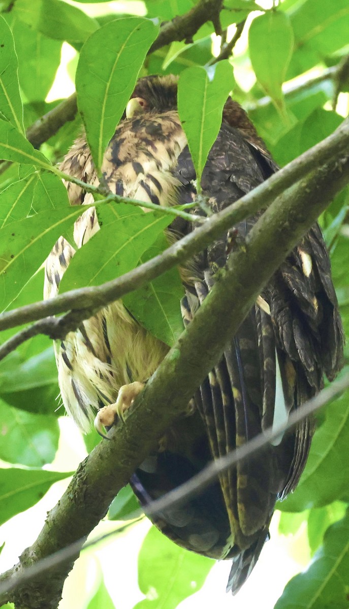 Mottled Owl - Debbie Crowley