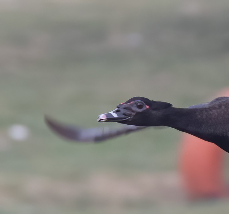 Muscovy Duck - Keith Watson