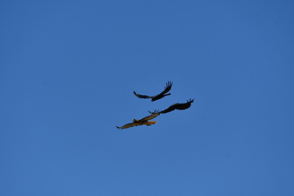 Red-tailed Hawk - Lael Rudisill