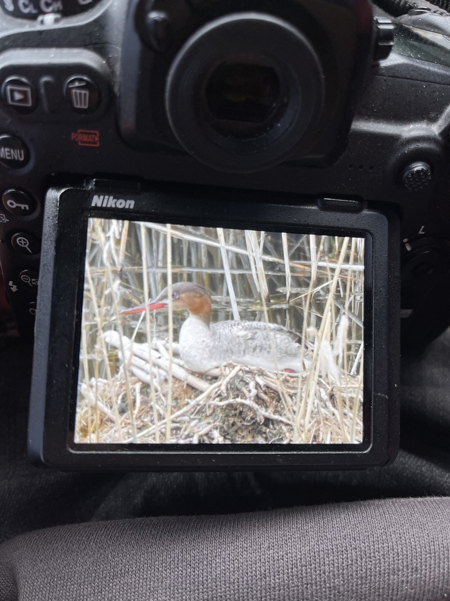 Red-breasted Merganser - McKay Olson