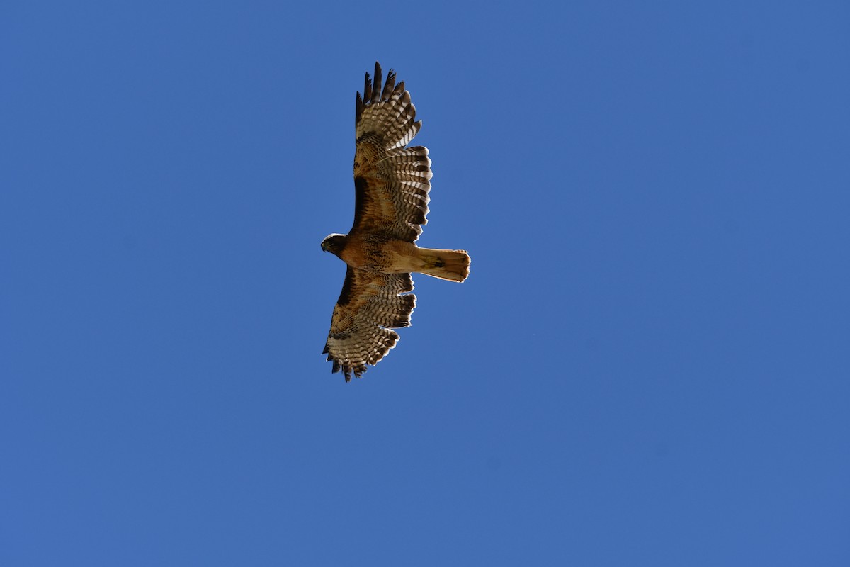 Red-tailed Hawk - Lael Rudisill