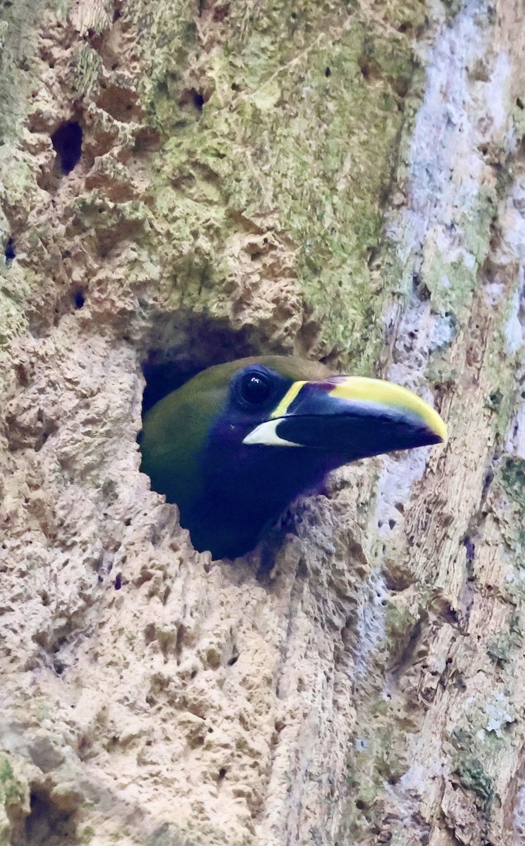 Northern Emerald-Toucanet - Debbie Crowley