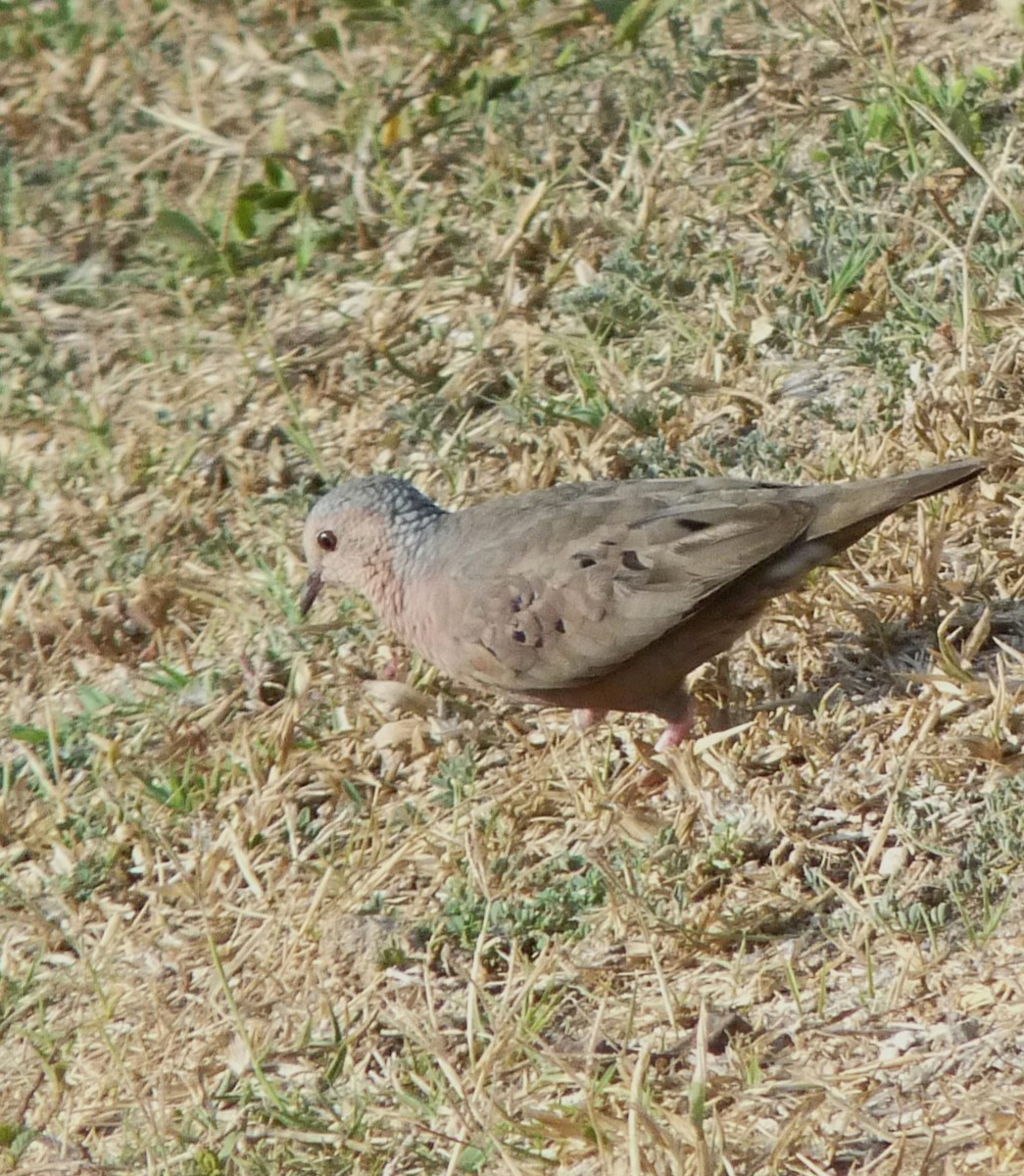 Common Ground Dove - Mateo Díaz Grau