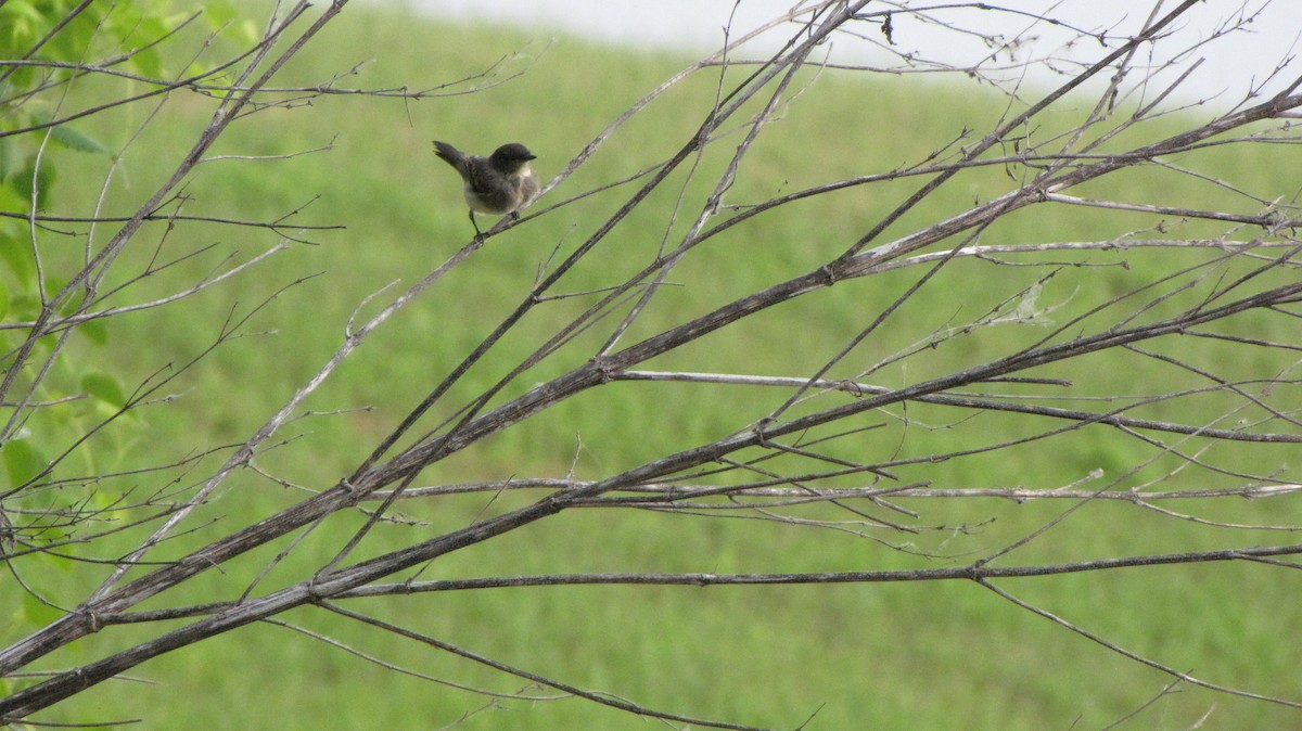 Eastern Phoebe - Sheila Sawyer