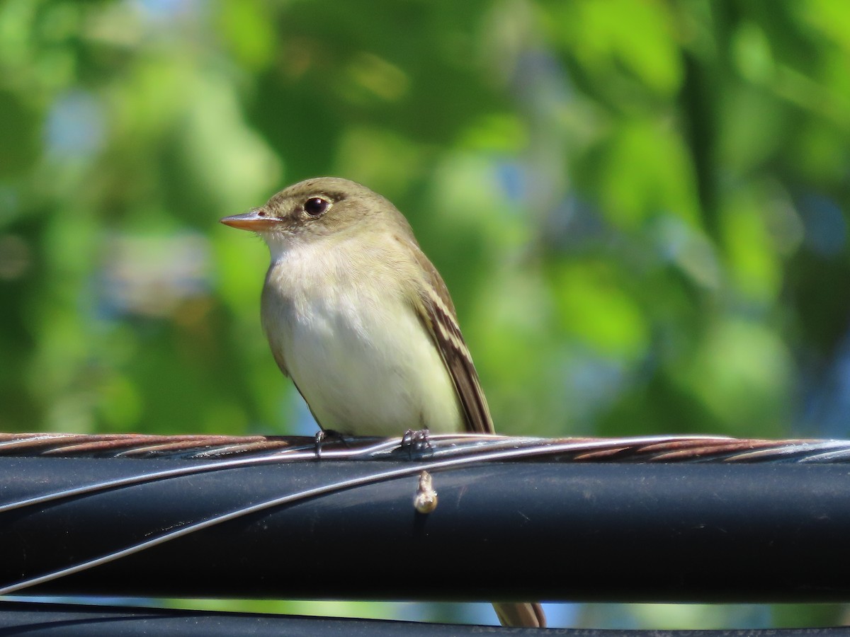 Alder Flycatcher - David and Regan Goodyear