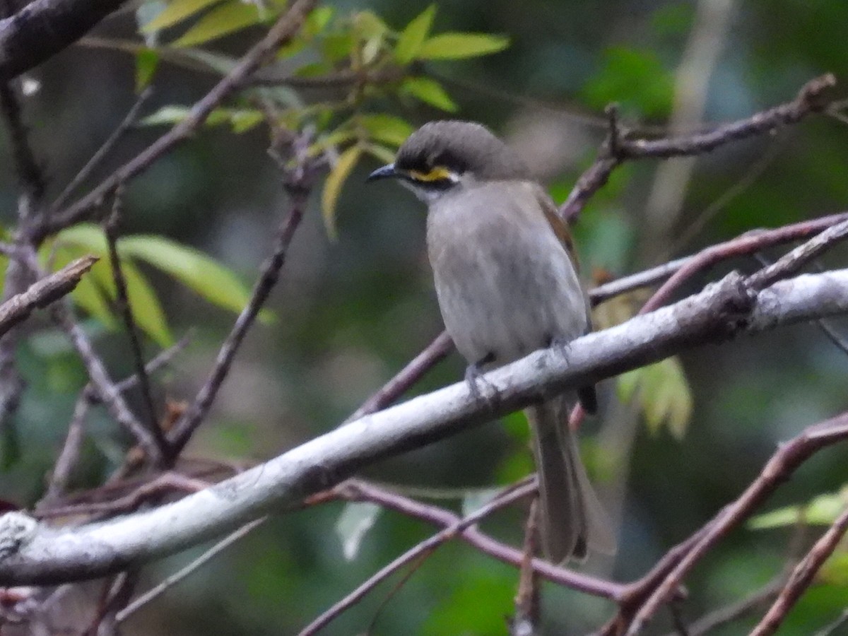 Yellow-faced Honeyeater - ML619548482