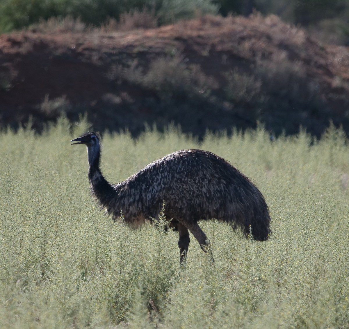 Emu - Ian Gibson