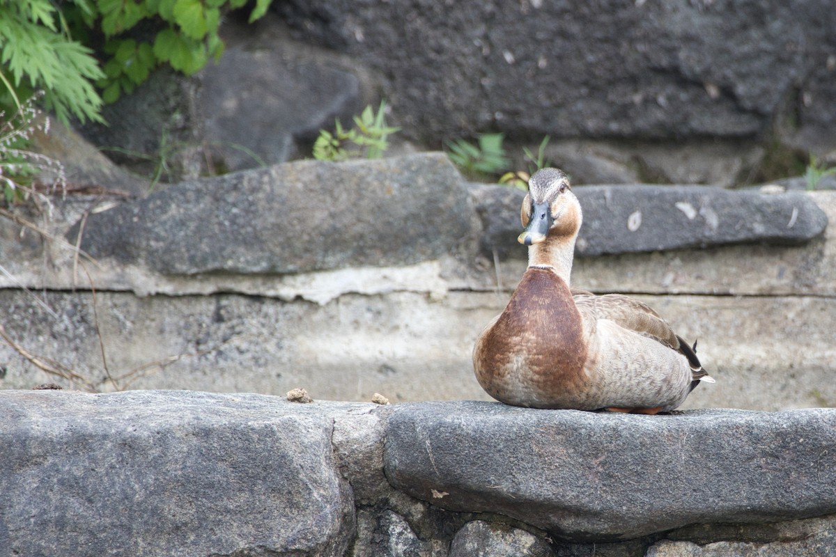 Mallard x Eastern Spot-billed Duck (hybrid) - KAZUKO KAMIMURA