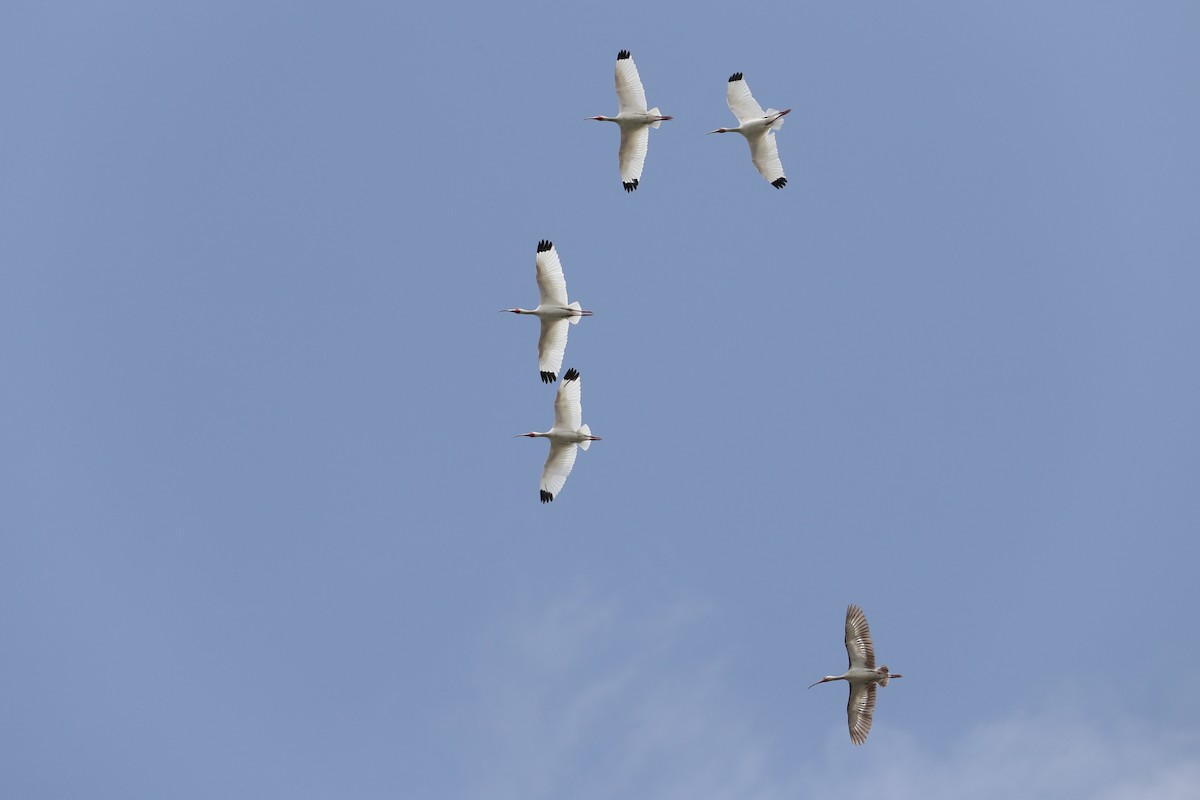 White Ibis - Jack McDonough