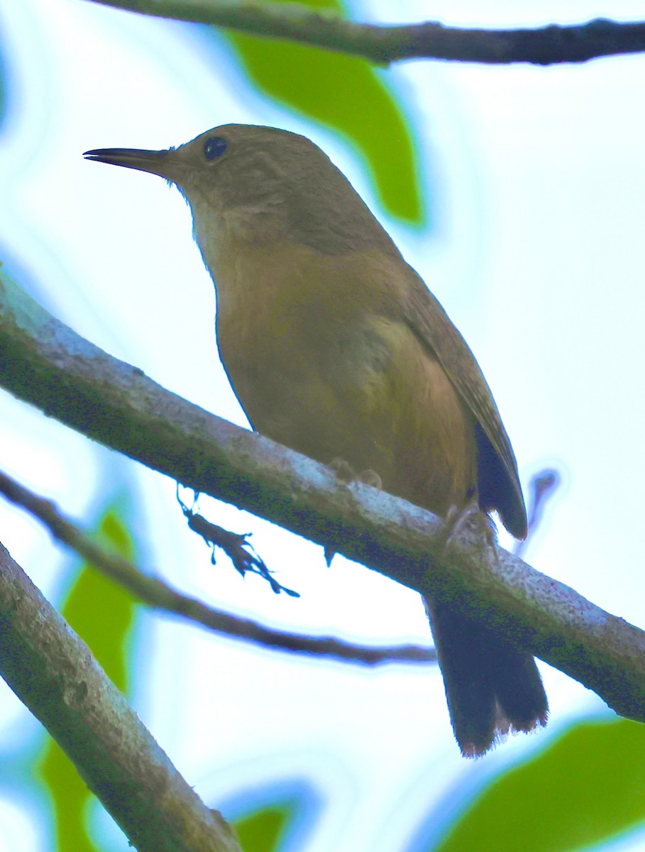 House Wren - Debbie Crowley