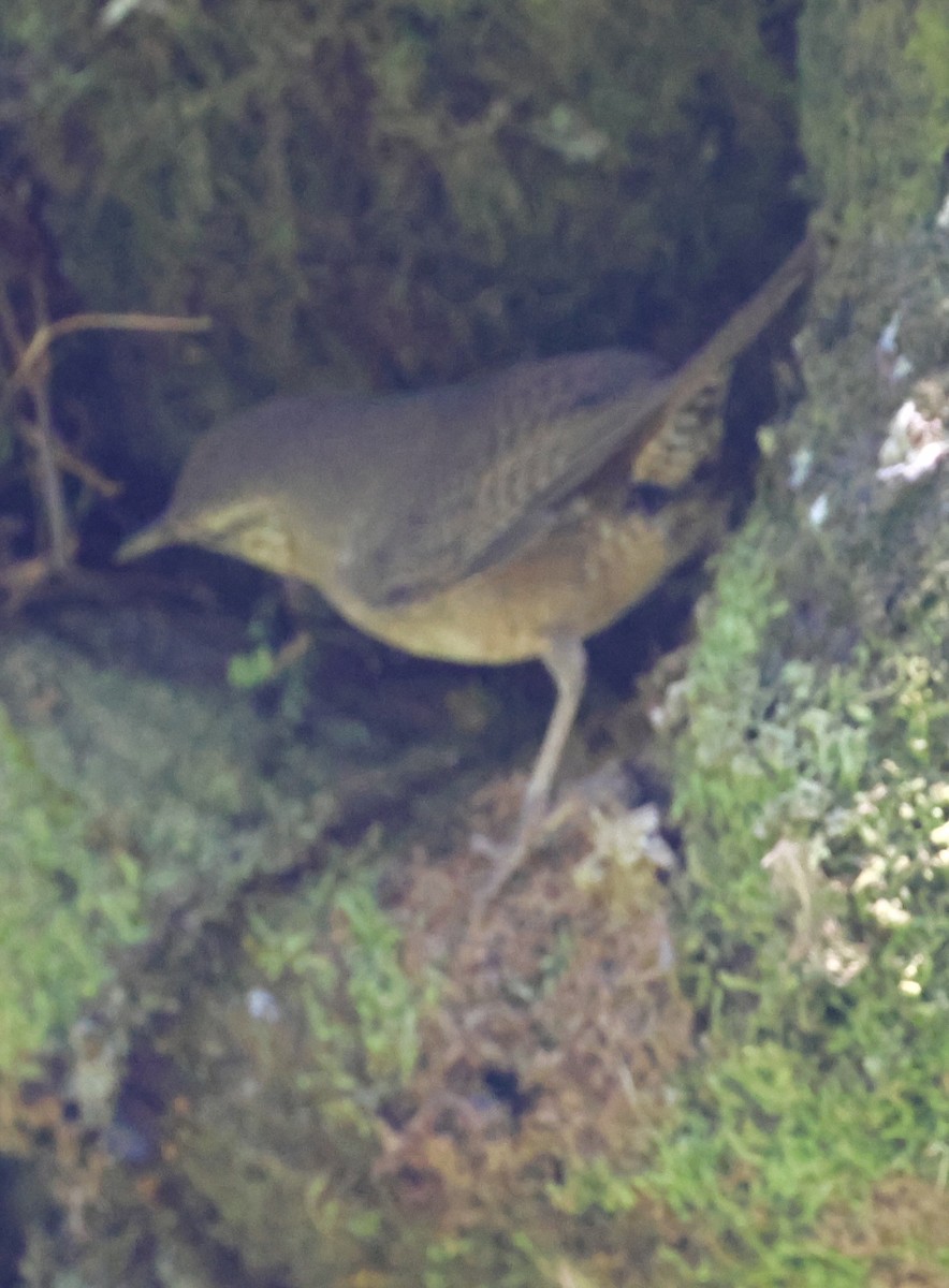 House Wren - Debbie Crowley