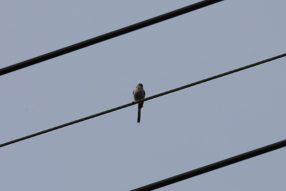 Azure-winged Magpie - KAZUKO KAMIMURA