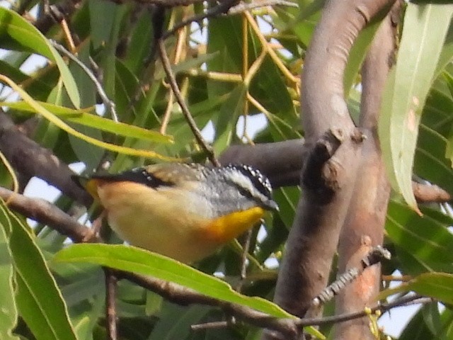 Pardalote pointillé - ML619548492