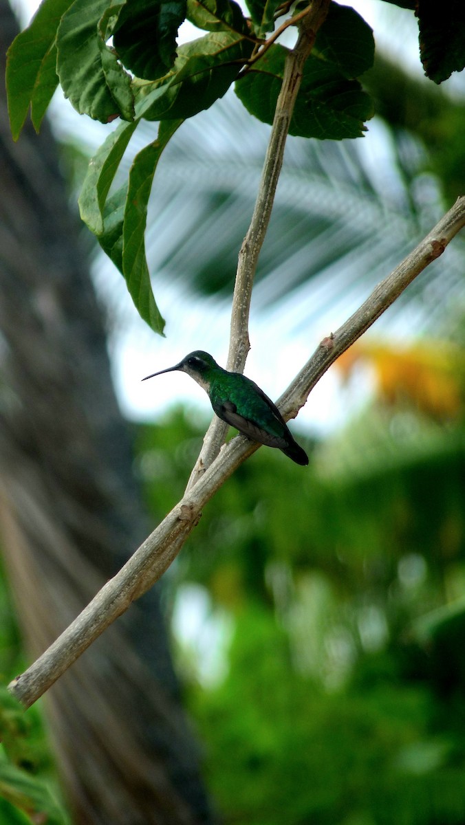 Cuban Emerald - Mateo Díaz Grau