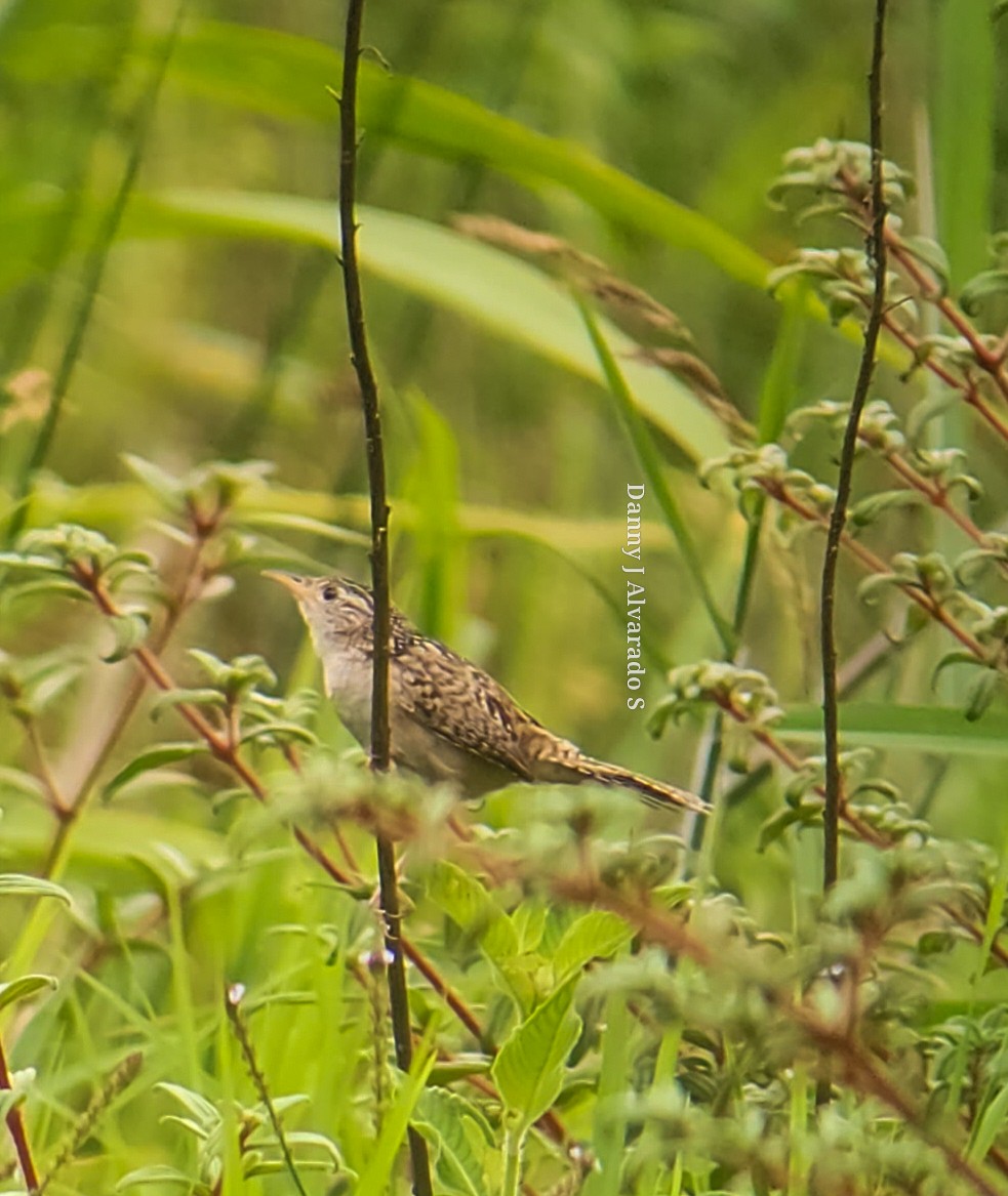 Grass Wren - Danny J Alvarado S