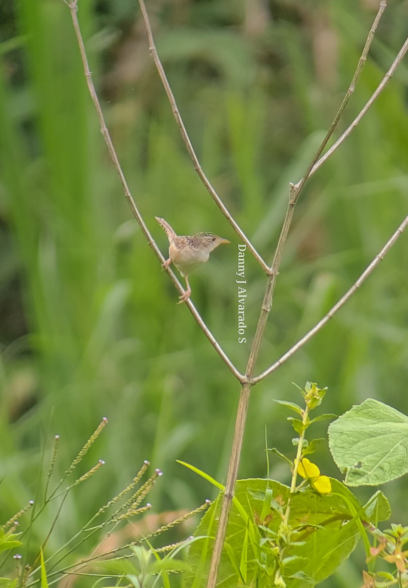 Grass Wren - ML619548503