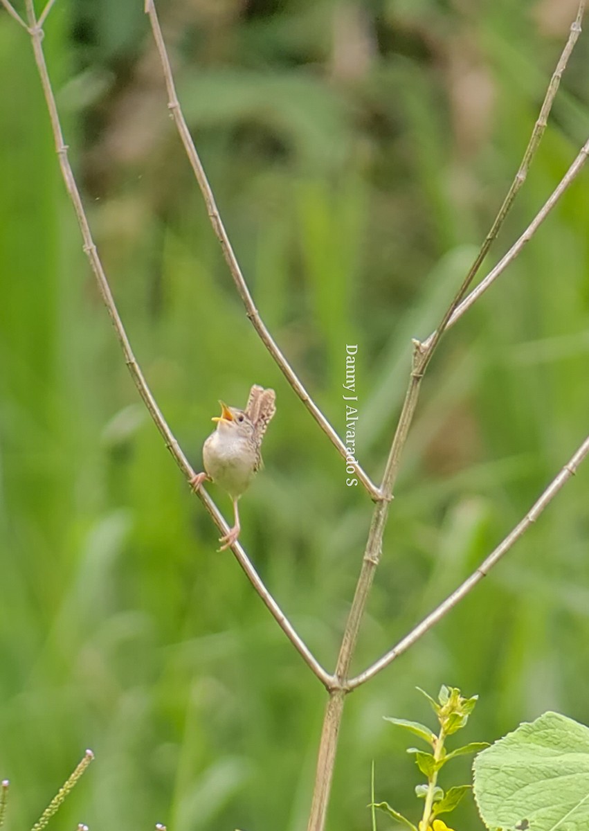 Grass Wren - ML619548504